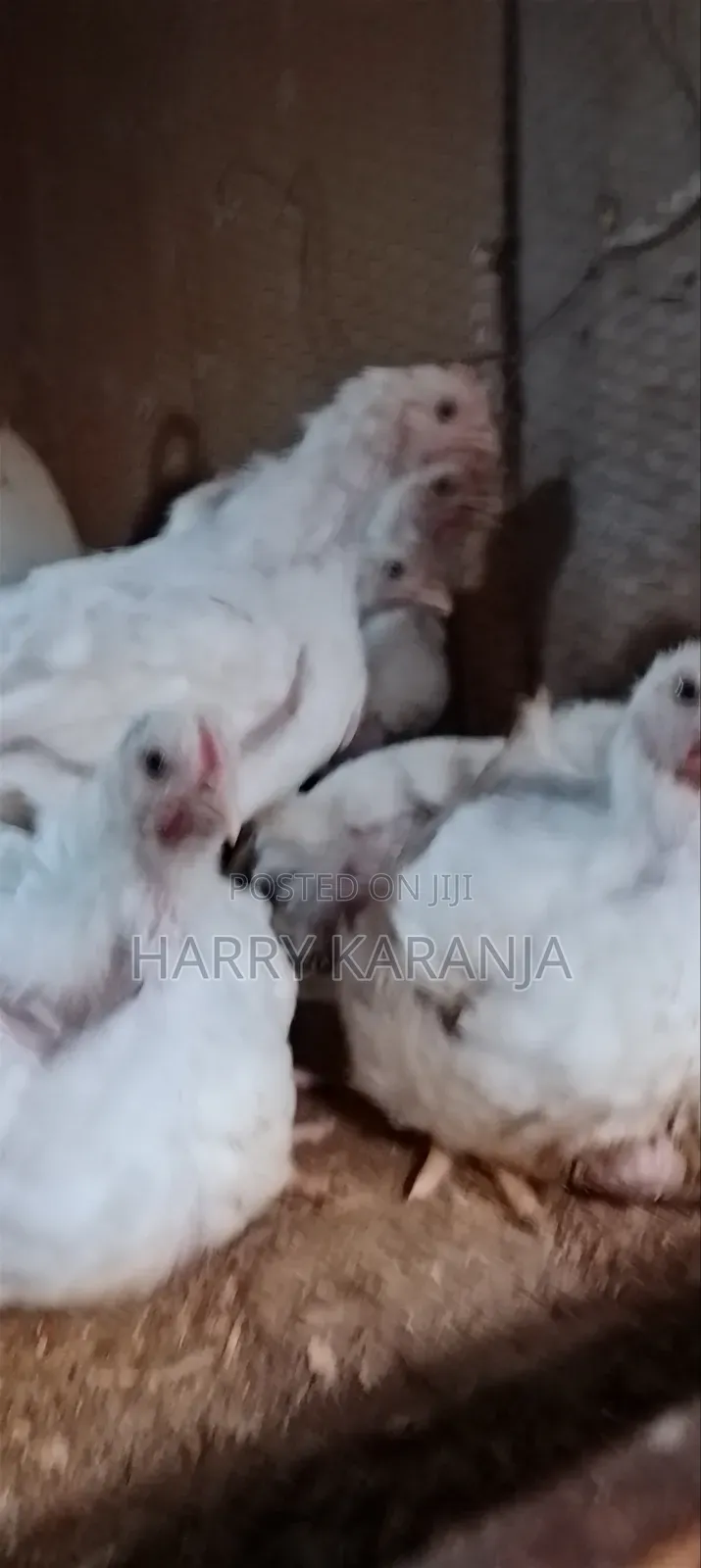 Fresh Farm Broilers – Ready Now!