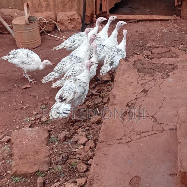 Chicks Sale