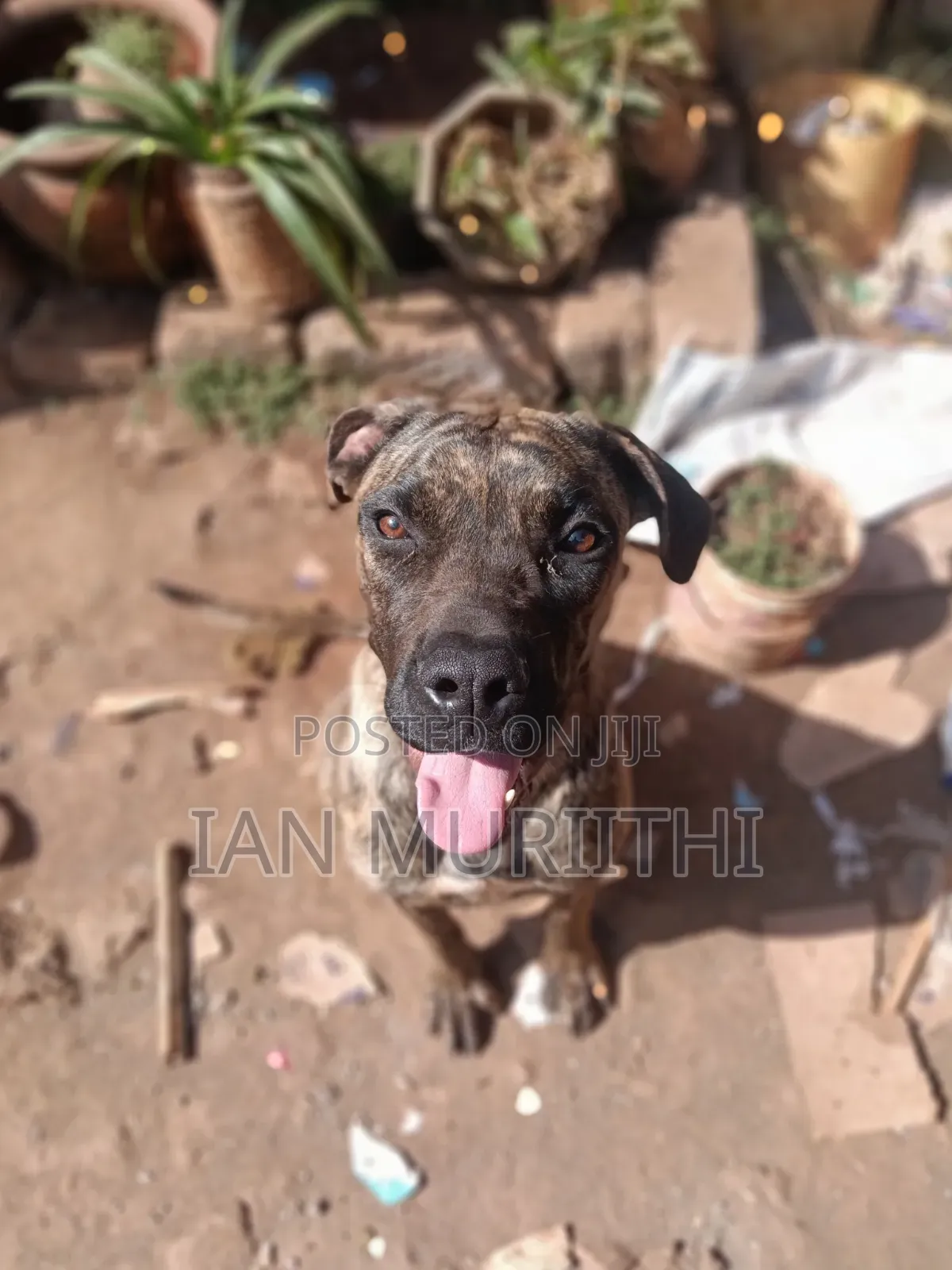 6-12 months Female Purebred Boerboel