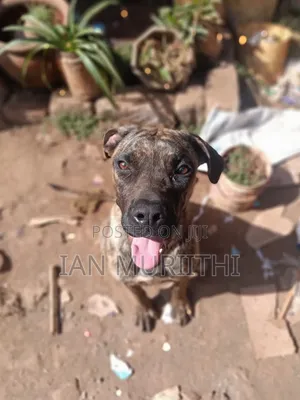 6-12 months Female Purebred Boerboel