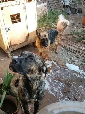 6-12 months Female Purebred Boerboel