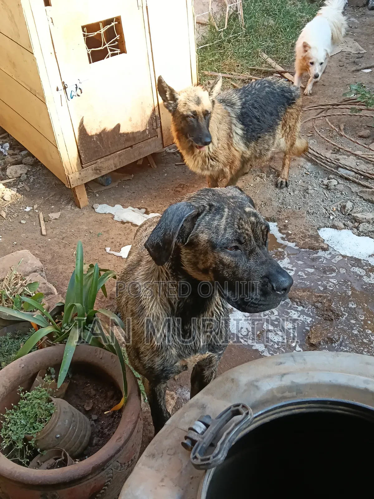 6-12 months Female Purebred Boerboel