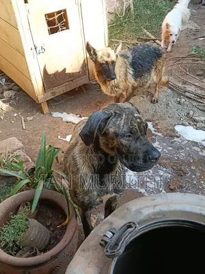 6-12 months Female Purebred Boerboel