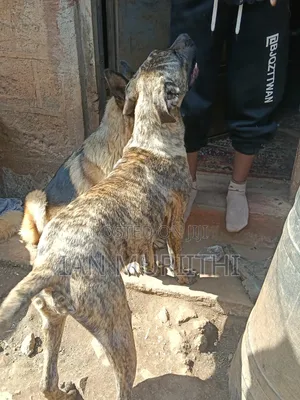 6-12 months Female Purebred Boerboel