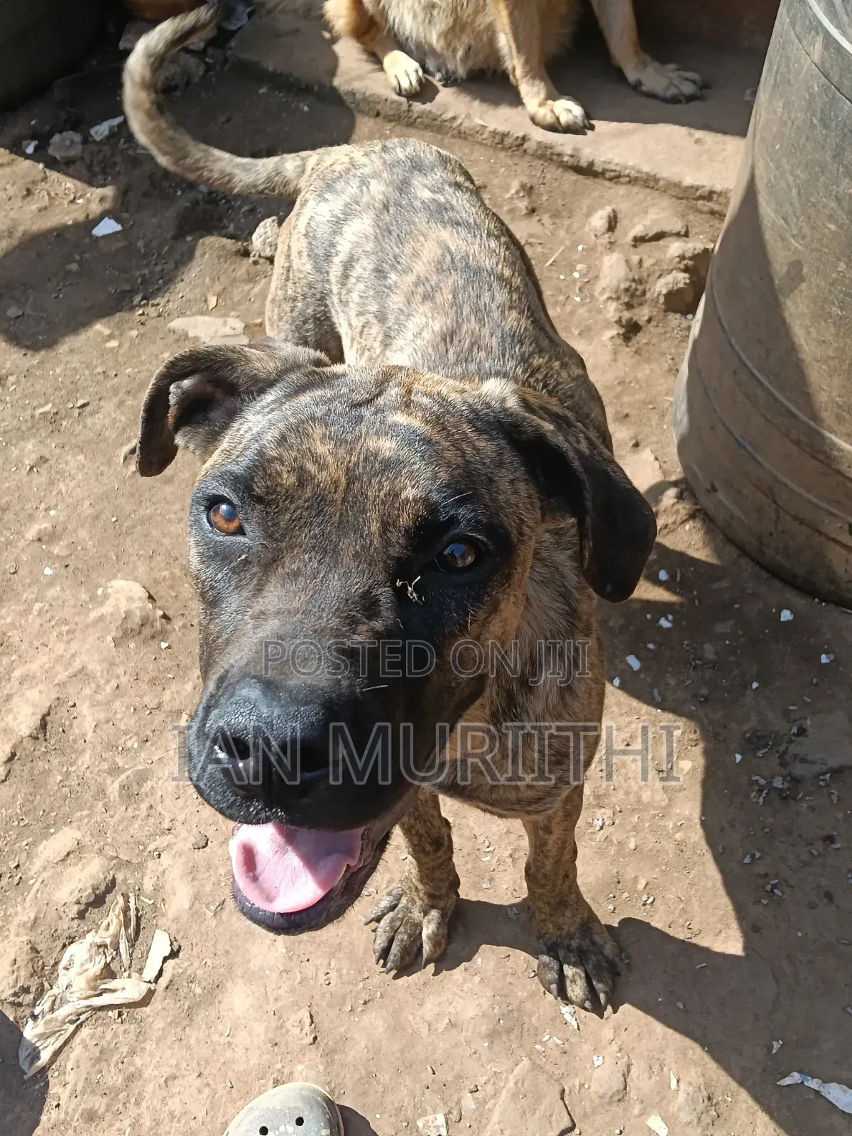 6-12 months Female Purebred Boerboel
