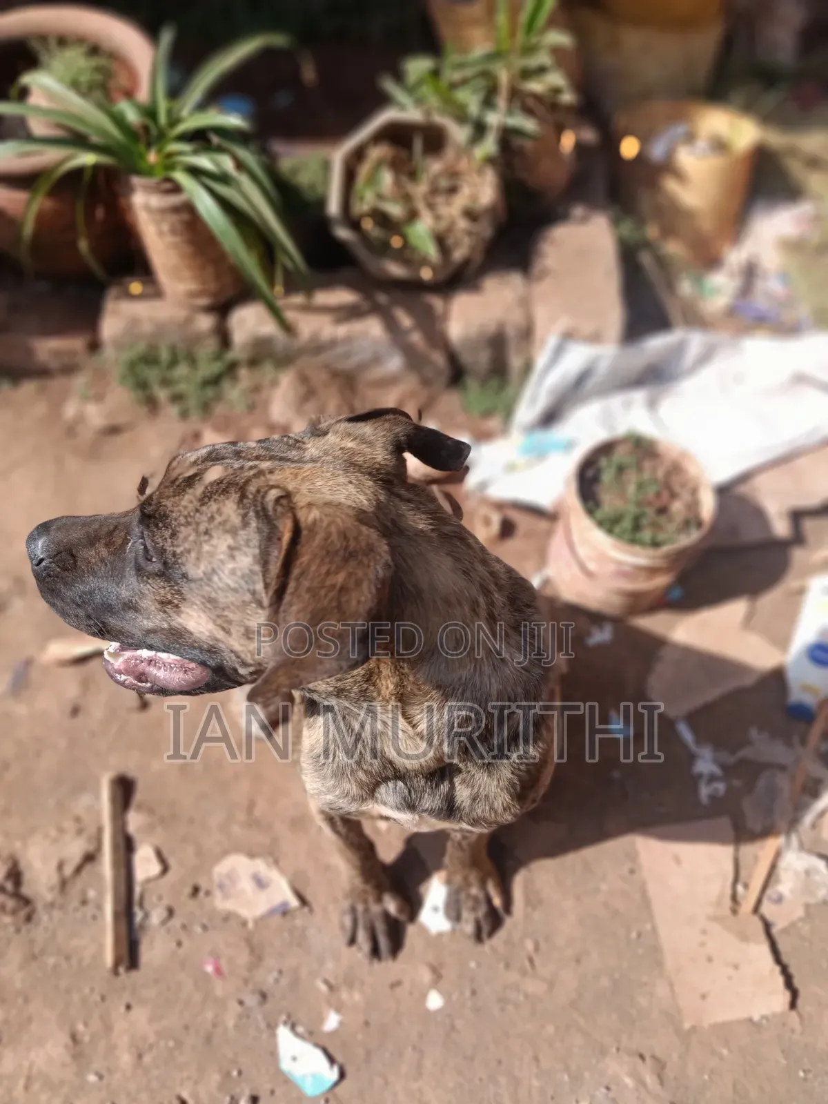 6-12 months Female Purebred Boerboel