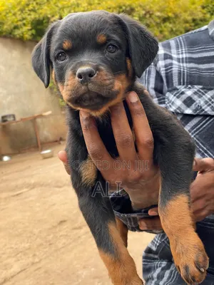 1-3 months Female Purebred Rottweiler