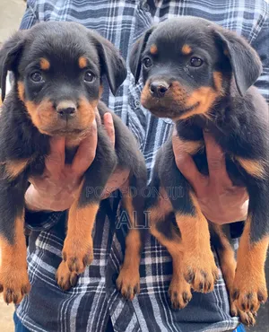 1-3 months Female Purebred Rottweiler