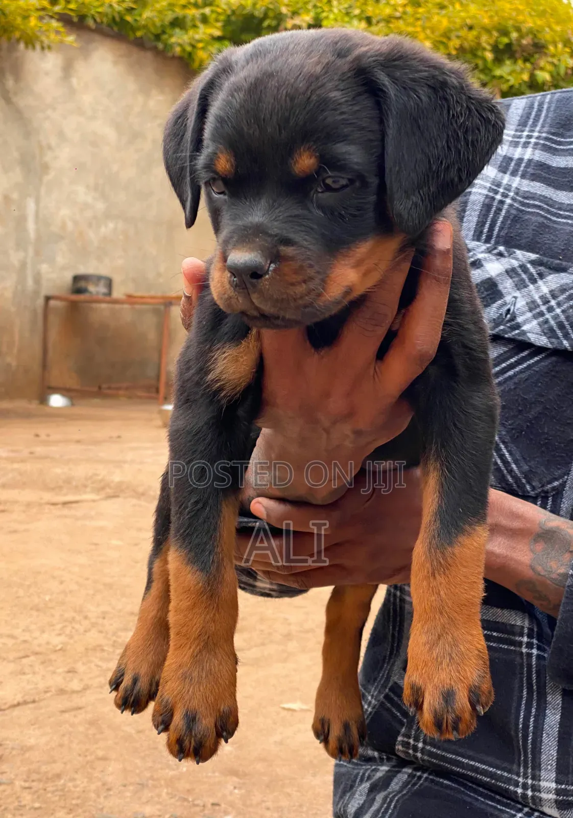 1-3 months Female Purebred Rottweiler