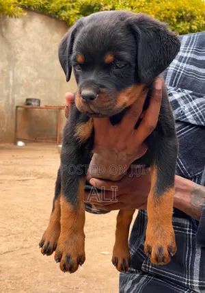 1-3 months Female Purebred Rottweiler