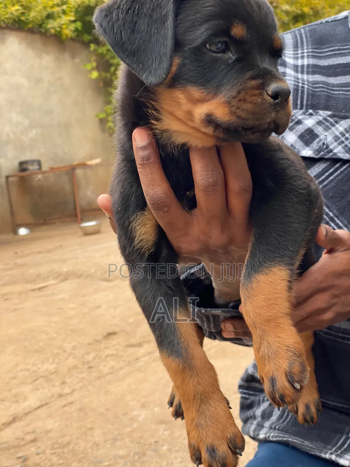 1-3 months Female Purebred Rottweiler