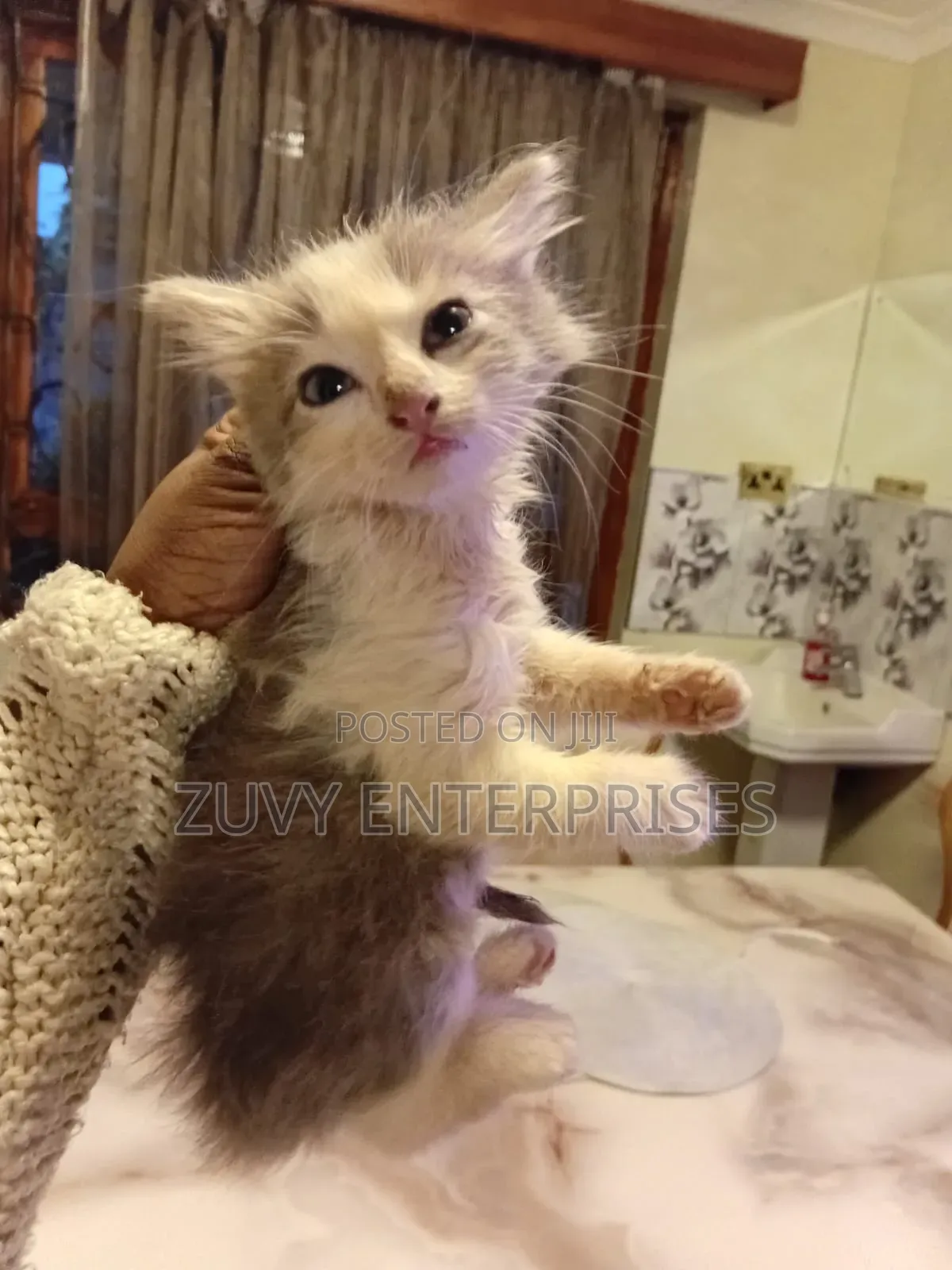 1-3 months Male Mixed Breed Tabby