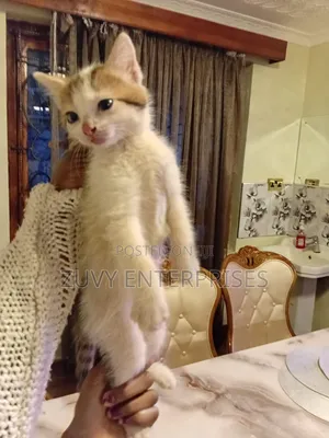 1-3 months Male Mixed Breed Tabby