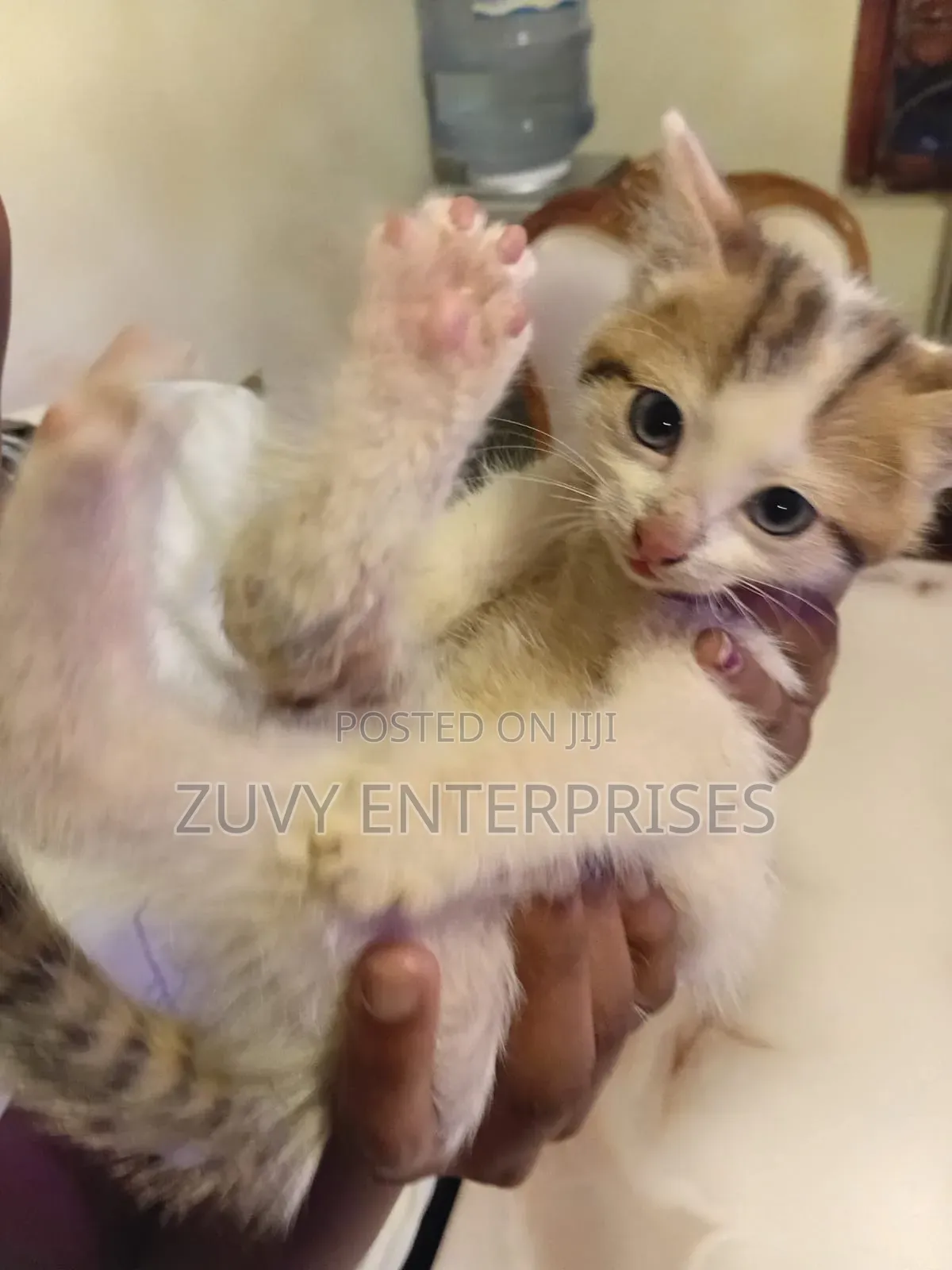 1-3 months Male Mixed Breed Tabby
