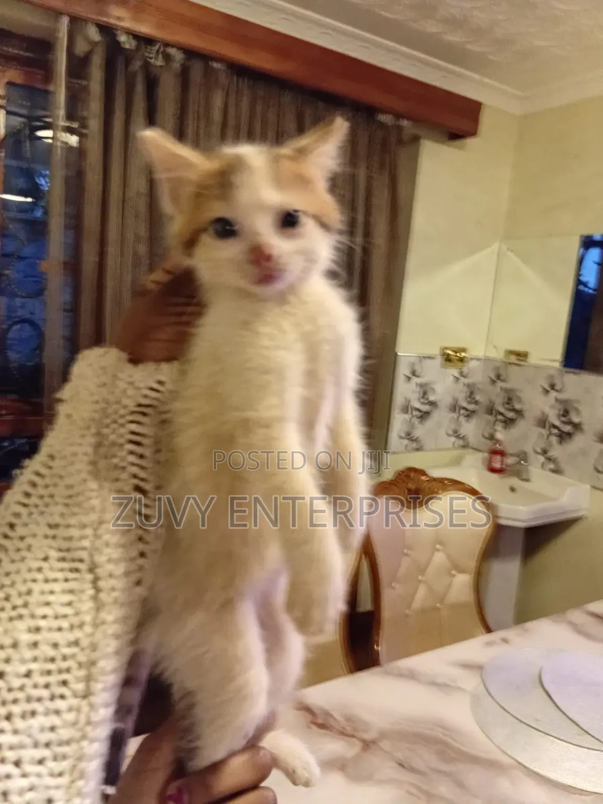 1-3 months Male Mixed Breed Tabby