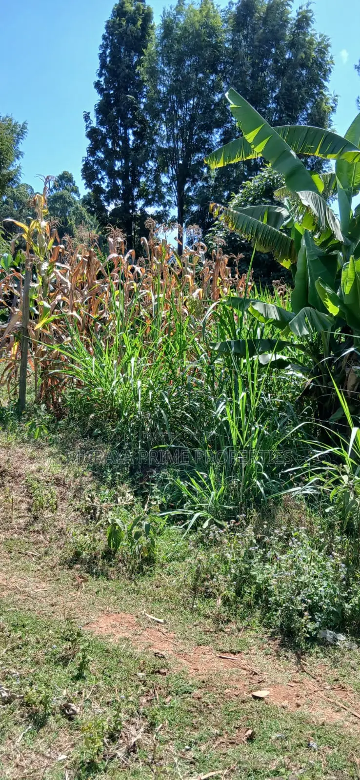 1⁄4 Acre Plot for Sale – Kerarapon Drive