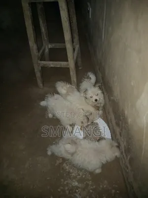 1-3 months Female Purebred Maltese