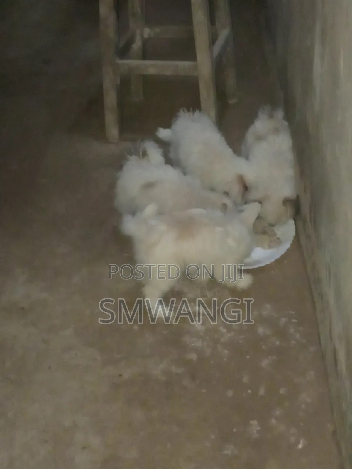 1-3 months Female Purebred Maltese