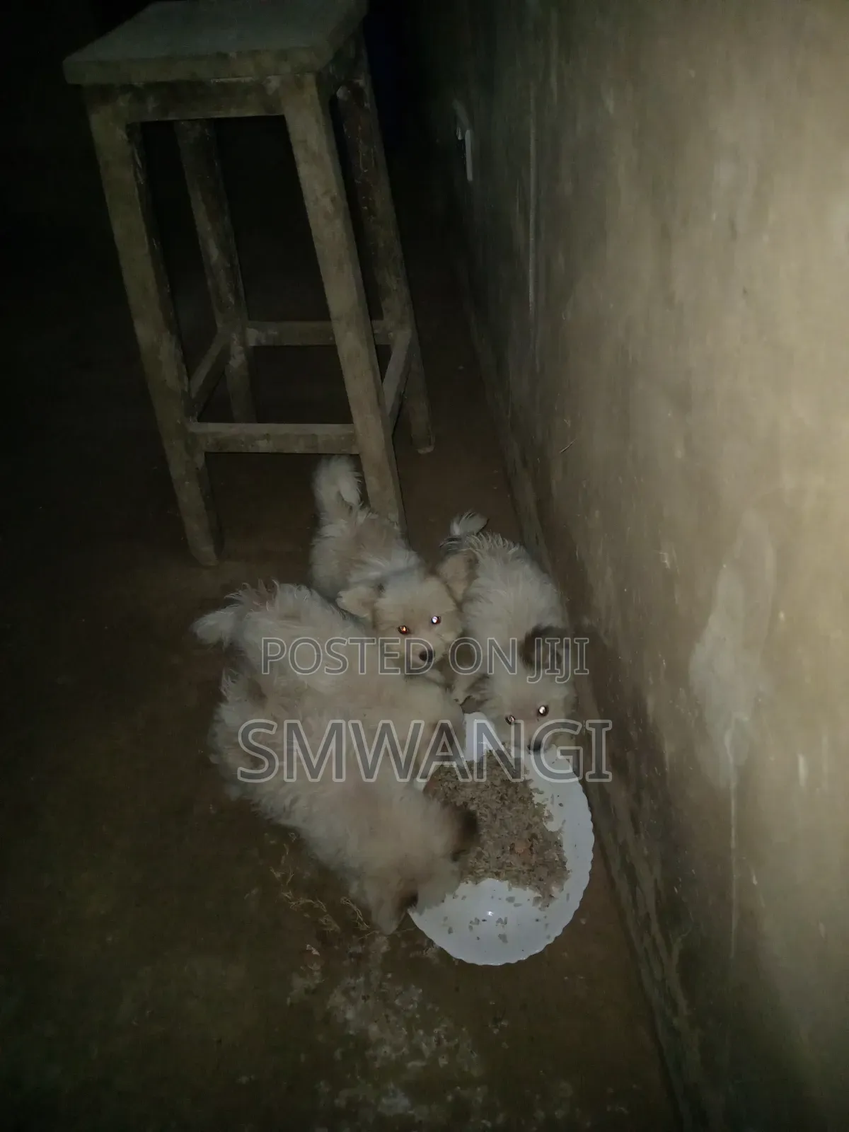1-3 months Female Purebred Maltese