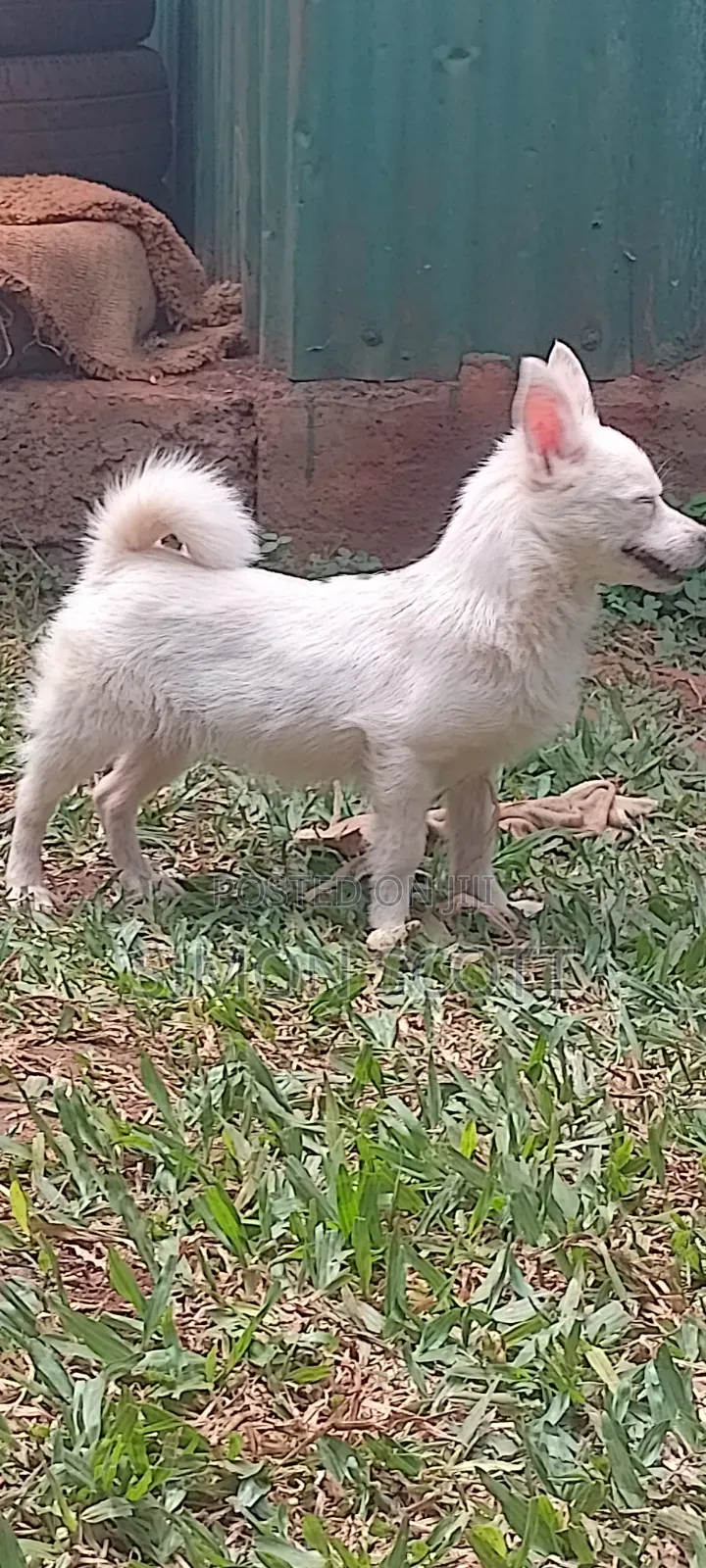 3-6 months Female Purebred Jack Russell Terrier