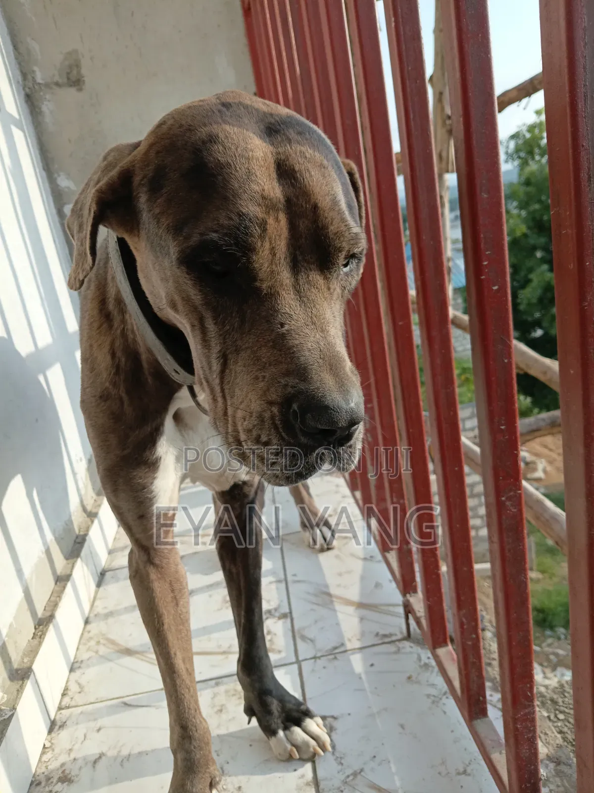 1+ year Male Purebred Great Dane