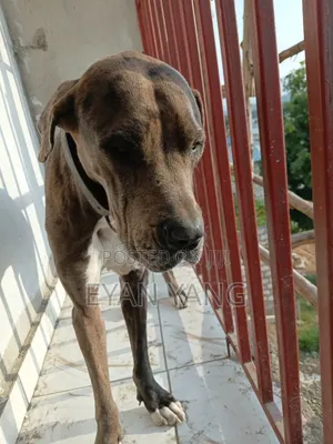 1+ year Male Purebred Great Dane