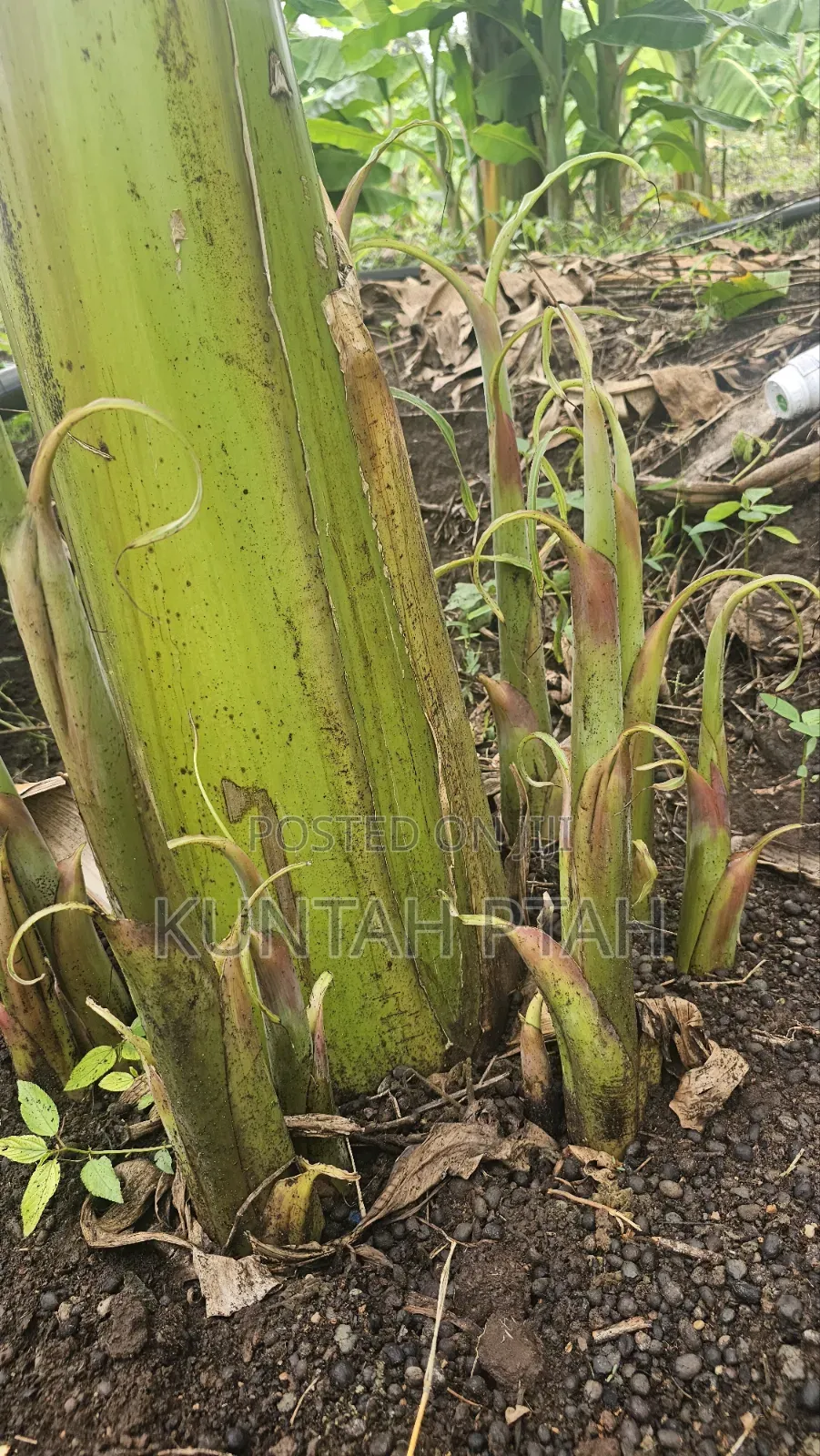 Plantain Suckers