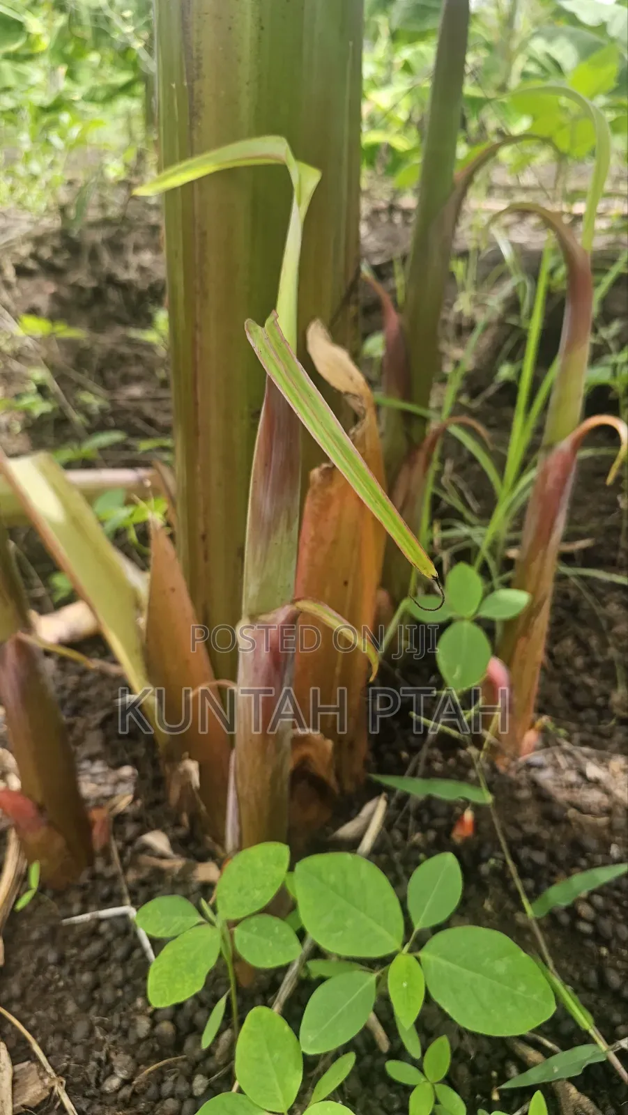 Plantain Suckers