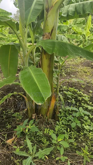 Plantain Suckers