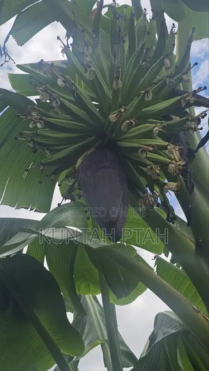 Plantain Suckers
