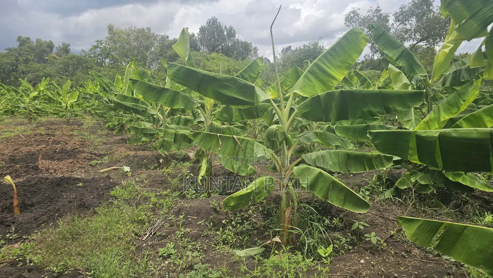 Plantain Suckers