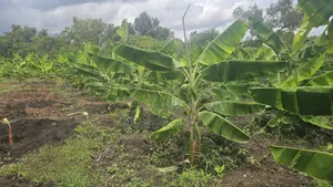 Plantain Suckers