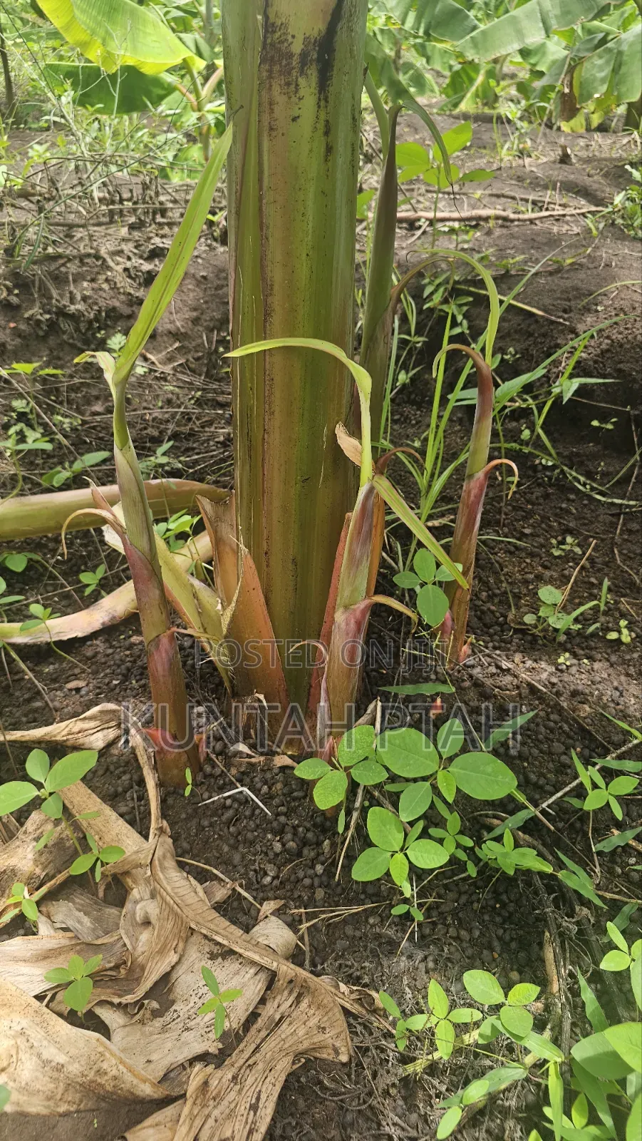 Plantain Suckers
