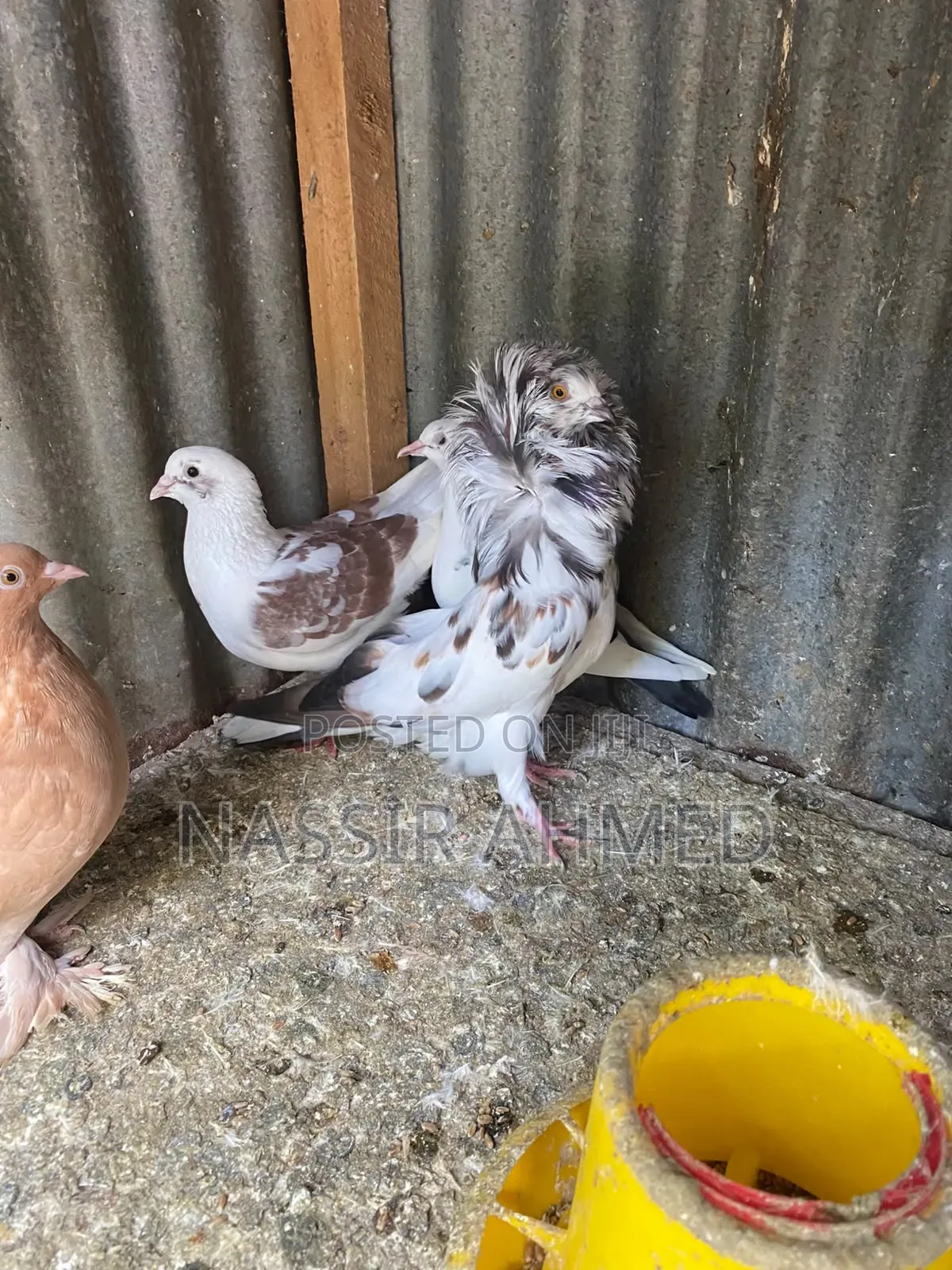 Pigeons for Sale