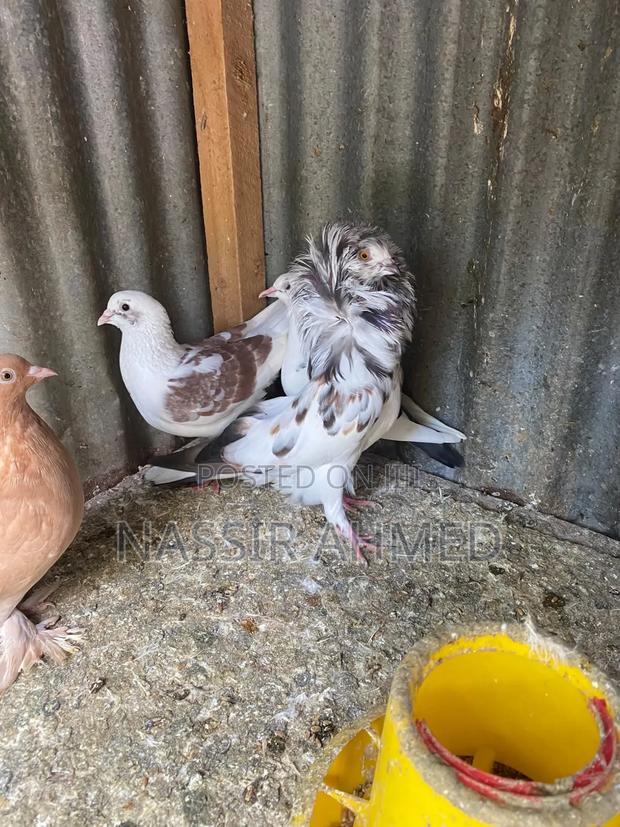 Pigeons for Sale