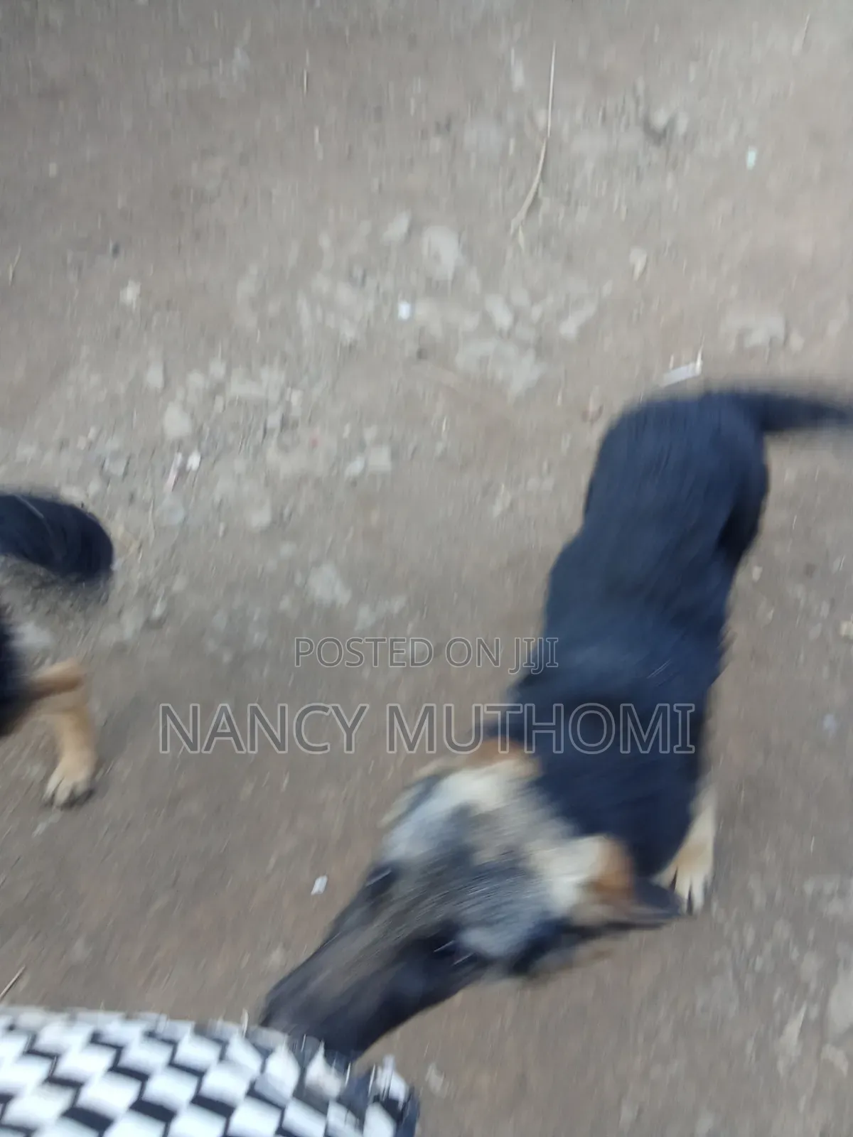 6-12 months Female Purebred German Shepherd
