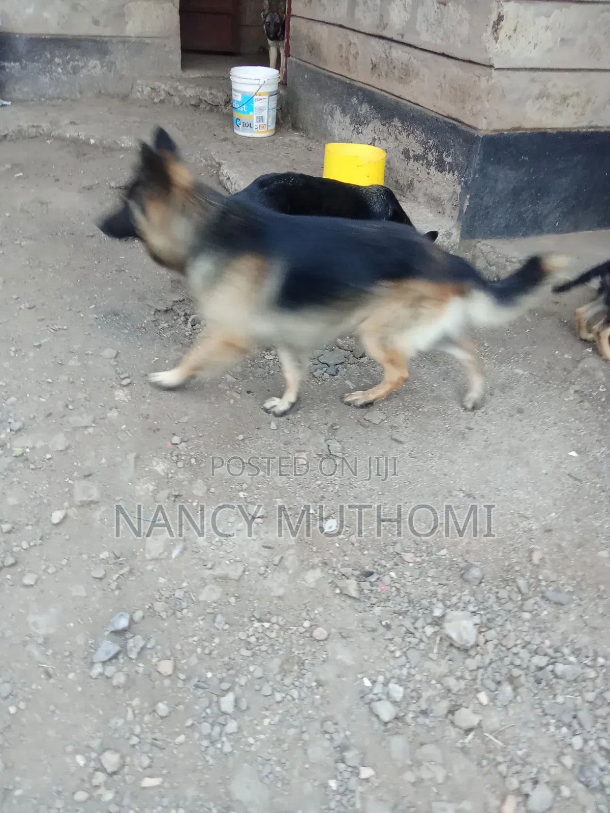 6-12 months Female Purebred German Shepherd