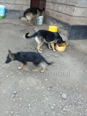6-12 months Female Purebred German Shepherd