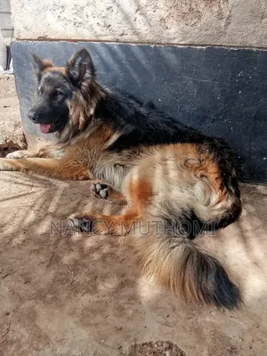 6-12 months Female Purebred German Shepherd