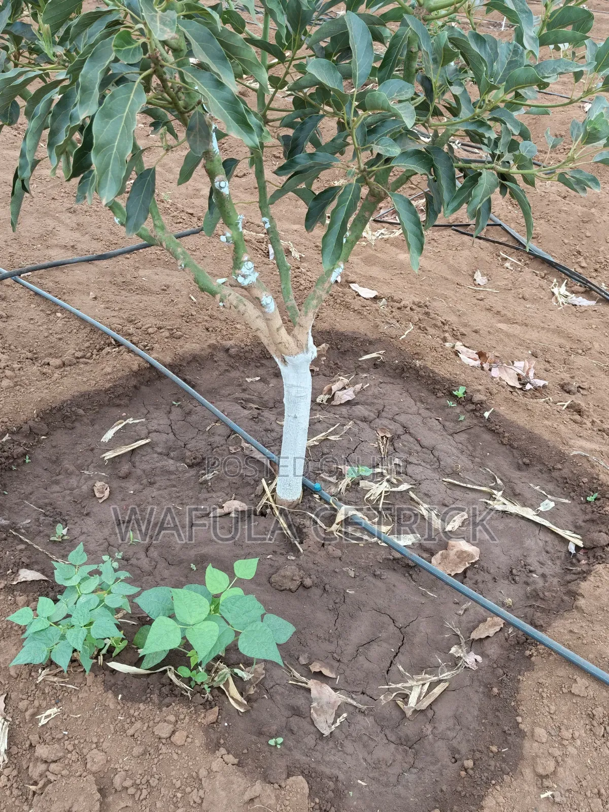 Button Irrigation System