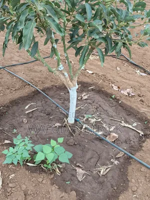Button Irrigation System