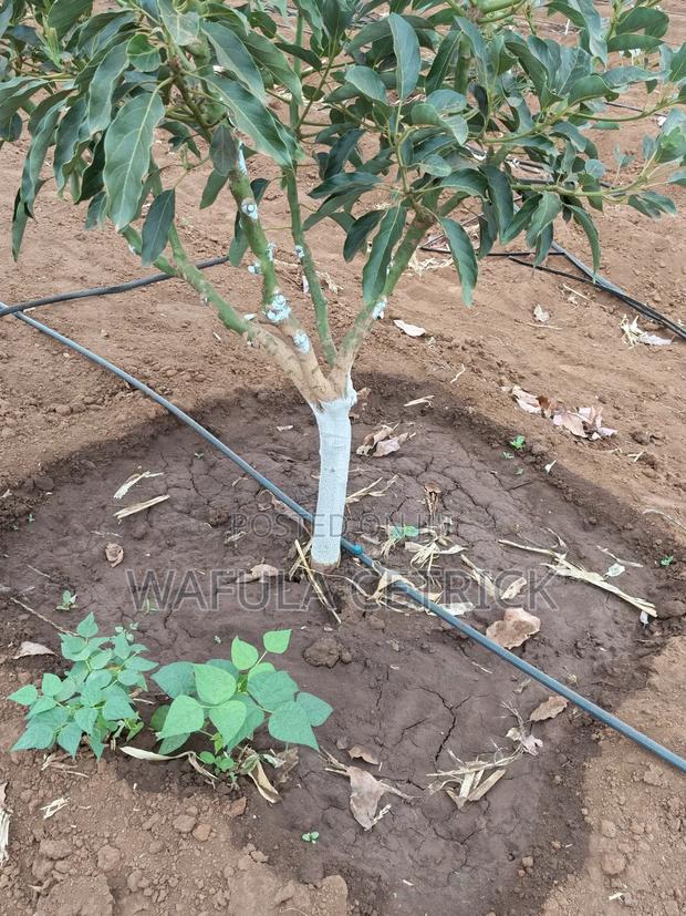 Button Irrigation System