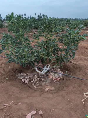 Button Irrigation System