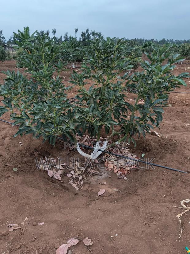 Button Irrigation System - thumbnail 2