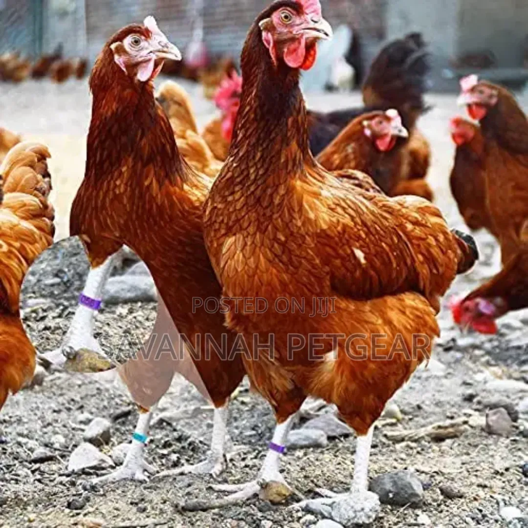 100pcs Poultry Identification Rings With Adjustable Clip for Chicken