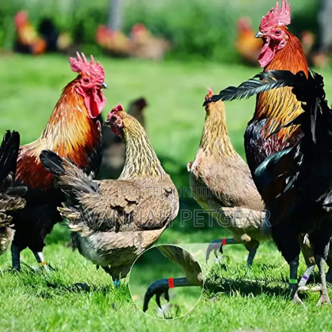 100pcs Poultry Identification Rings With Adjustable Clip for Chicken