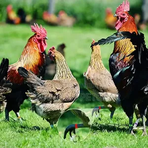 100pcs Poultry Identification Rings With Adjustable Clip for Chicken