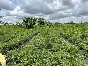 10-Acre Farm With Borehole Kisaju Off Kiserian - Isinya Road.