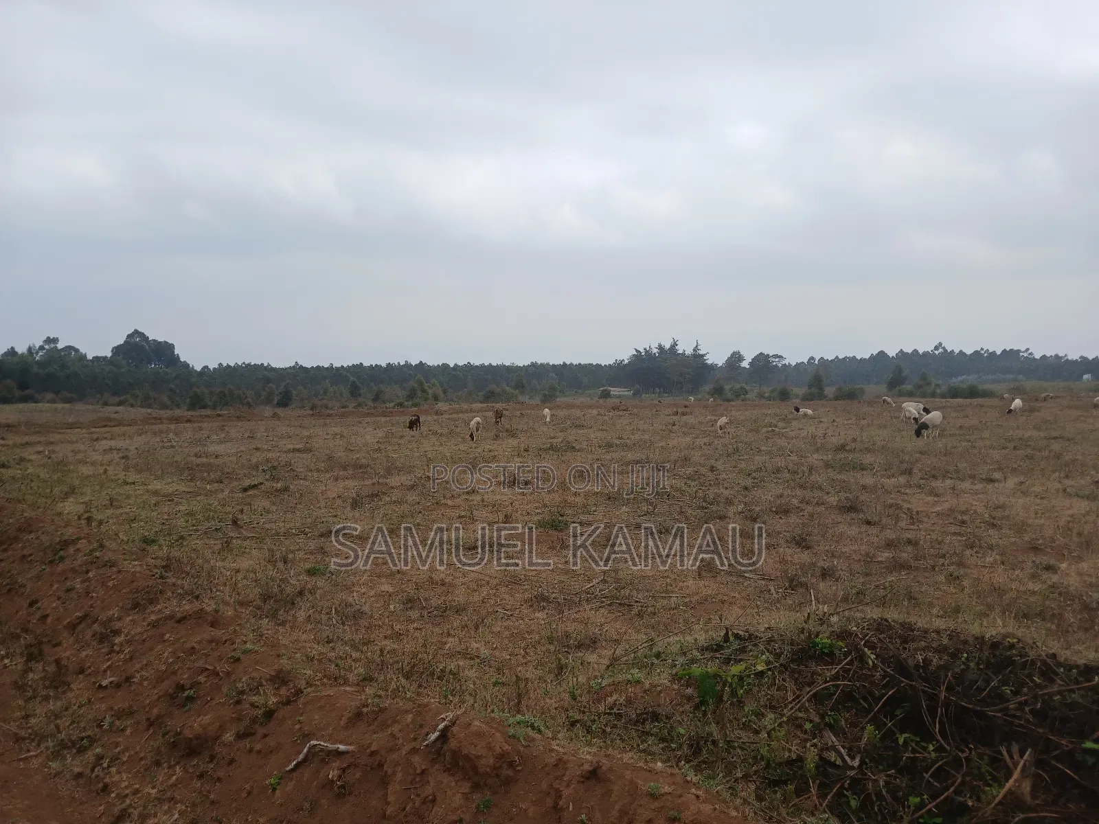 Kikuyu, Thigio 50 by 100 Feet Plots,redsoil, KSHS 1.4m