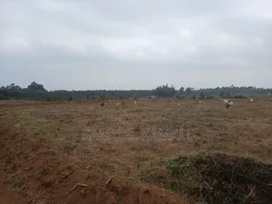 Kikuyu, Thigio 50 by 100 Feet Plots,redsoil, KSHS 1.4m